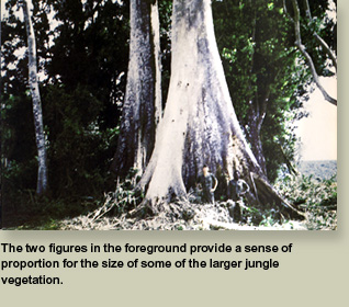 Jungle vegetatiion